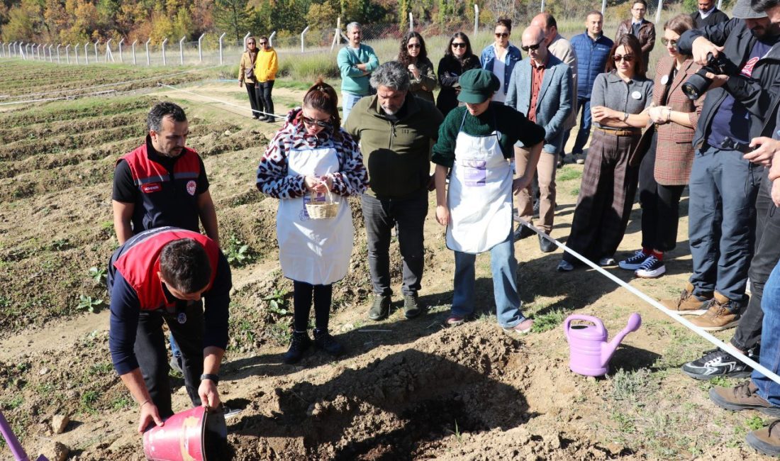 Karabük’ün UNESCO Dünya Mirası Listesi’ndeki Safranbolu ilçesinde “Safran İmecesi” etkinliği