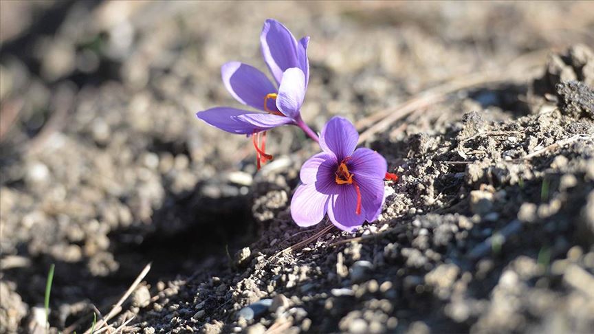 Safranbolu Ticaret ve Sanayi Odası (TSO), Ekim ayı Meclis Toplantısında