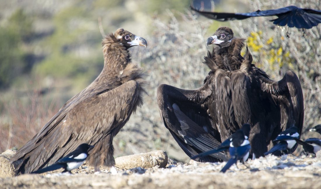Bazı türleri nesli tükenme tehdidi altında olan akbabaların yaşam döngüsü,