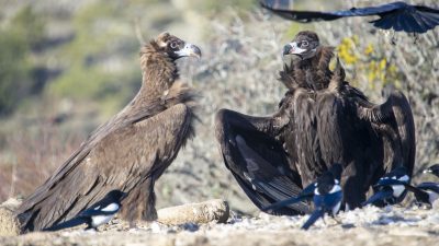 Bazı türleri nesli tükenme tehdidi altında olan akbabaların yaşam döngüsü,