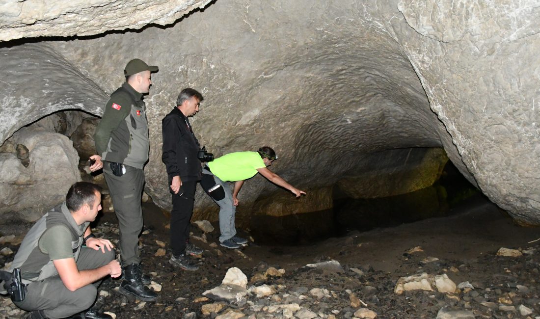 Kastamonu’nun Araç ilçesinde yaylaların bulunduğu bölgede yer alan 5 kapılı