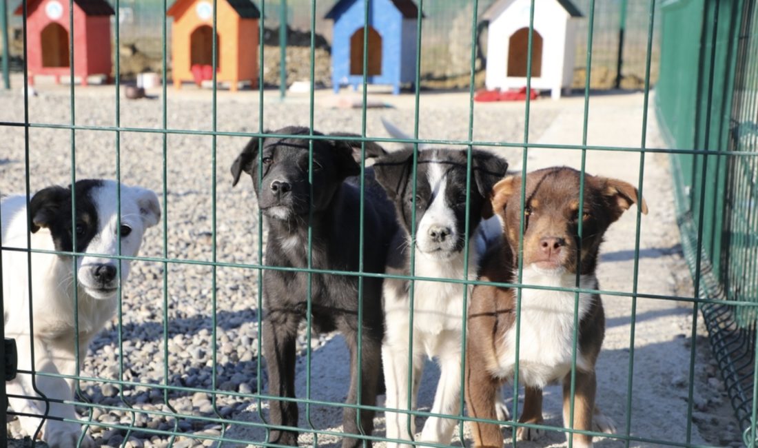 Bartın Üniversitesi (BARÜ) Kutlubey Yerleşkesi’nde kampüs içinde yaşayan hayvanlar için