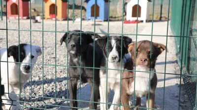 Bartın Üniversitesi (BARÜ) Kutlubey Yerleşkesi’nde kampüs içinde yaşayan hayvanlar için
