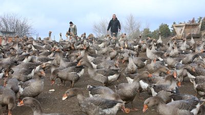 İstanbul’da yaşarken Kovid-19 salgını sürecinde memleketi Kastamonu’nun Devrekani ilçesine dönen