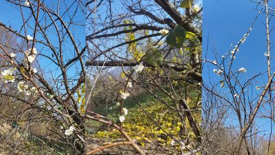 Karabük’ün Yenice ilçesine bağlı Değirmenyanı köyünde Aralık ayında çiçek açan
