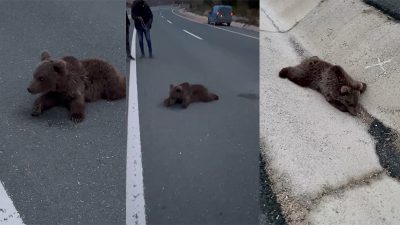 Karabük’ün Safranbolu ilçesinde kara yolunda yaralı halde bulunan yavru ayı,