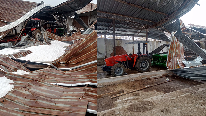 Karabük’te etkili olan kar yağışı nedeniyle bir mandıranın çatısı çökerken,