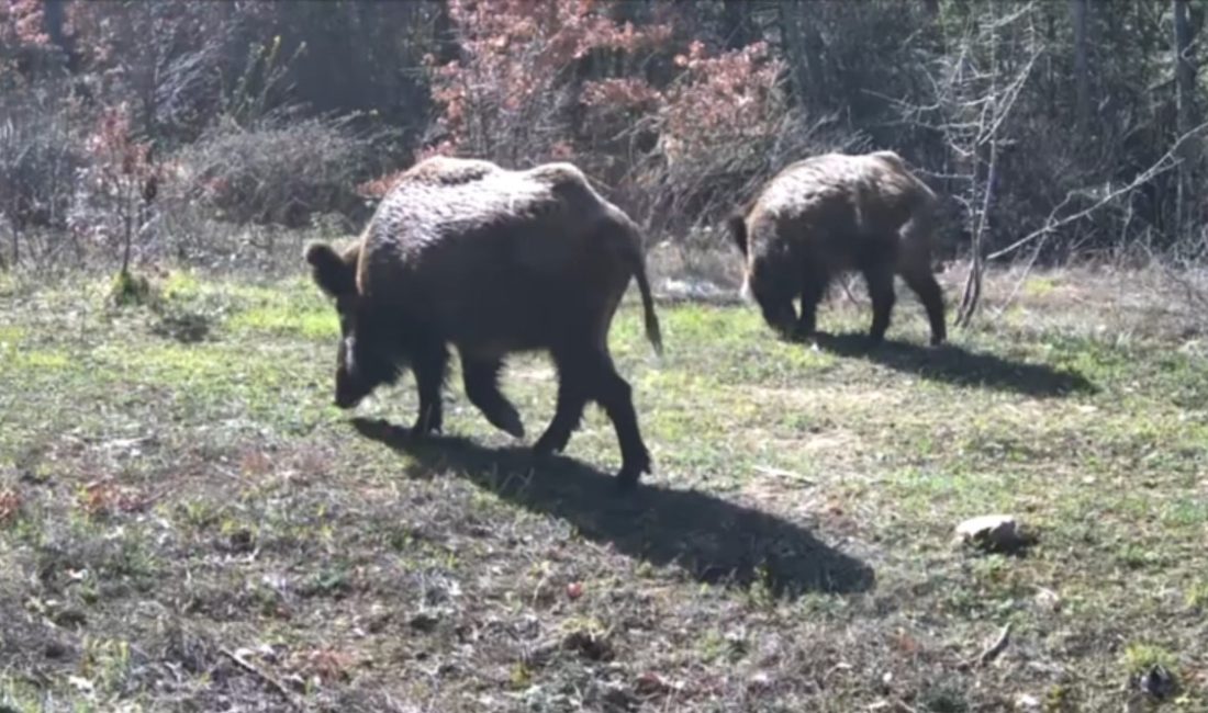 Karabük’ün Ovacık ilçesinde yaban hayvanları, yiyecek ararken fotokapanla görüntülendi. Doğasever