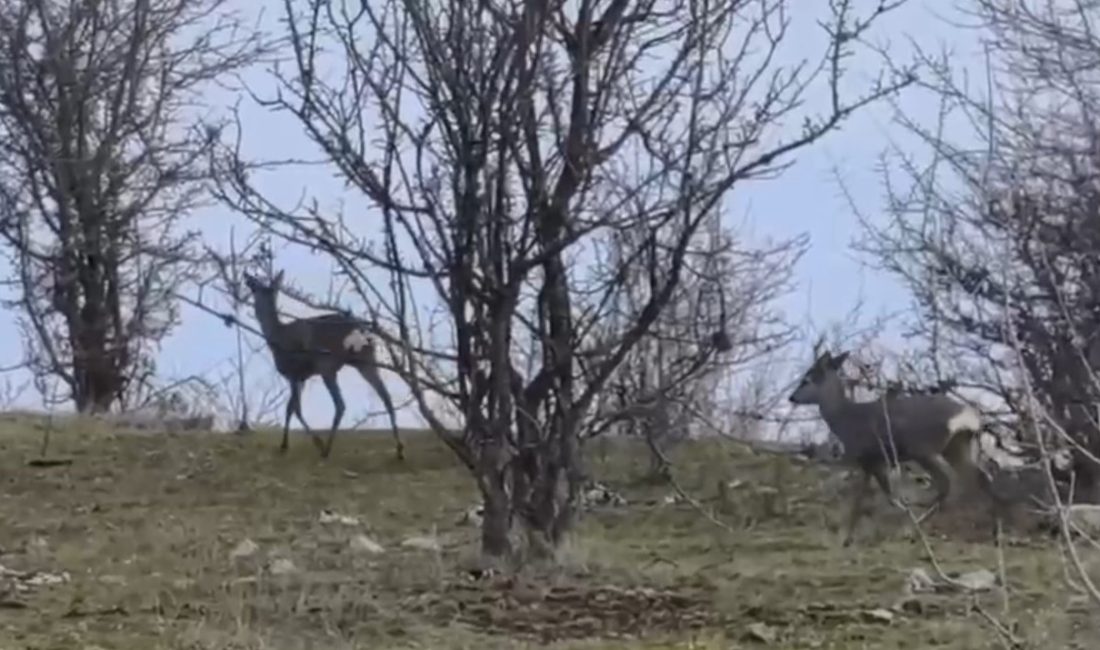 Karabük‘te karacalar hem fotoğraf makinesi hem de cep telefonu kameralarıyla