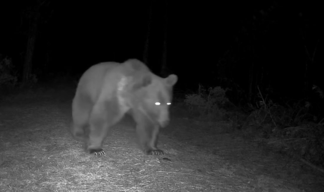 Karabük‘ün Safranbolu ilçesinde ormanlık alana yerleştirilen fotokapan, boz ayıları görüntüledi.