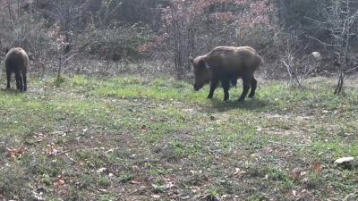 Karabük‘ün Ovacık ilçesinde vaşak, domuzlar ve tavşan fotokapanla görüntülendi. Doğasever