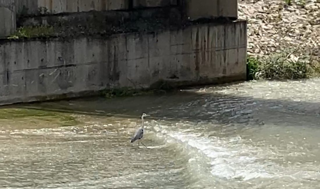 Karabük’te Soğanlı Çayı kıyısında bulunan gri balıkçıl, bir vatandaşın cep