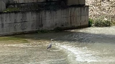 Karabük’te Soğanlı Çayı kıyısında bulunan gri balıkçıl, bir vatandaşın cep